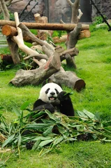 Printed kitchen splashbacks Panda Giant panda