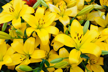 Yellow lilies