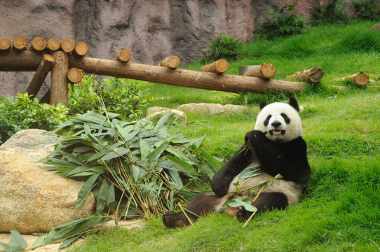 Fototapeta Giant panda