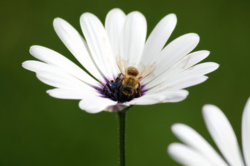 Emsige Biene © hatmuth