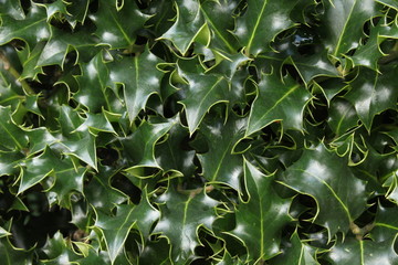 Ilex