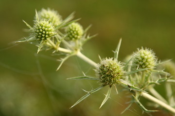 Thistle and its prickles