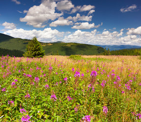 Fototapeta premium a field of angustifolium flowers in the mountains in summer
