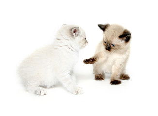 Two cute kittens playing