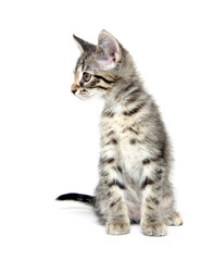 Cute tabby kitten on white
