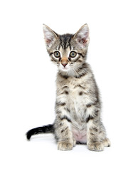 Cute tabby kitten on white