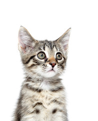 Cute tabby kitten on white
