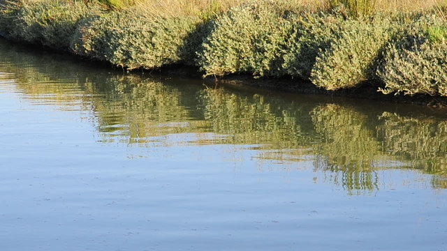 palude