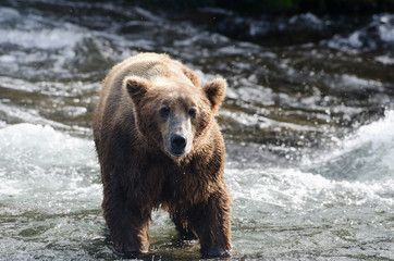 Large grizzly bear standing in water