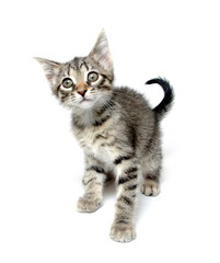 Fototapeta premium Cute tabby kitten playing on white