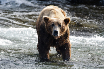 Obraz na płótnie Canvas Large grizzly bear standing in water