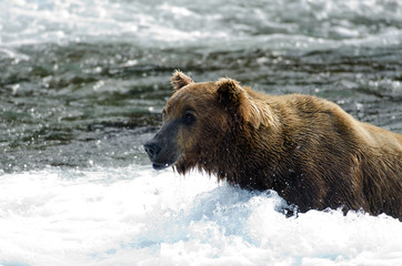 Obraz premium Large grizzly bear standing in water