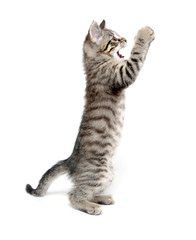 Fototapeta premium Cute kitten playing on white background