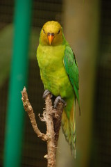 Le lori jaune et vert