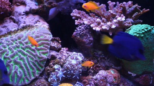 Aquarium with exotic fish