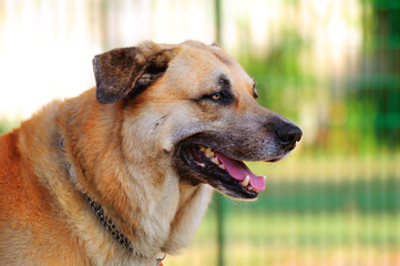 Cane meticcio pastore