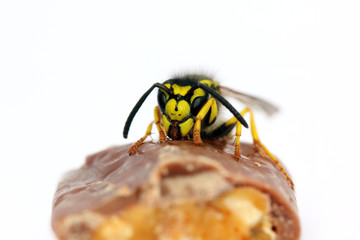 hungry wasp