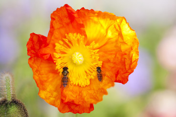 poppy and honeybee