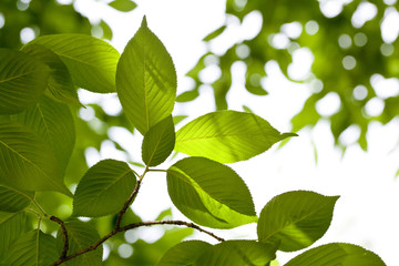 Fototapeta na wymiar Green leaves on tree