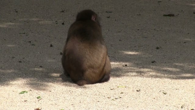 日本猿の餌いろい