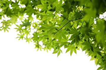 Fototapeta na wymiar liście klonu, zielone liście