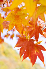 maple leaf