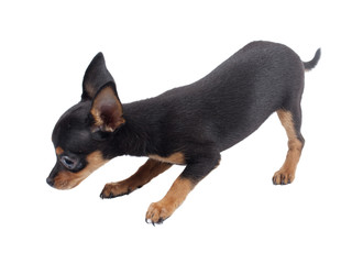 Russian toy terrier on a white background