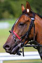 Fototapeta premium ©ThierryRYO_5710