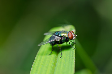 fly in green nature