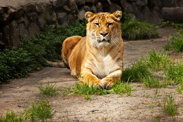 liger