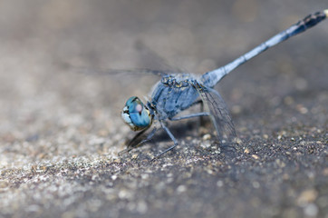 dragonfly in garden