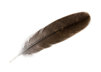 dark isolated straight feather