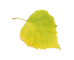 Autumn birch leaf isolated on white background