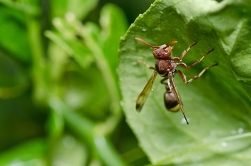 wasp in green nature or in garden