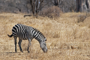 Fototapeta na wymiar eating zebra