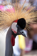 Венценосный журавль. Потрет крупно.