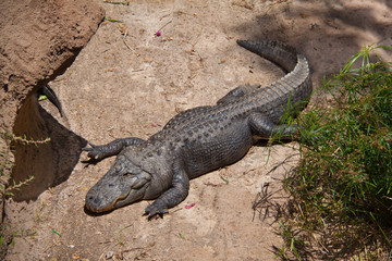 Крокодил сушит ногти!