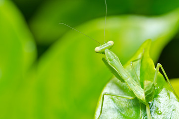 mantis in green nature