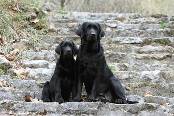 deux labradors assis sur les marches d'un escalier