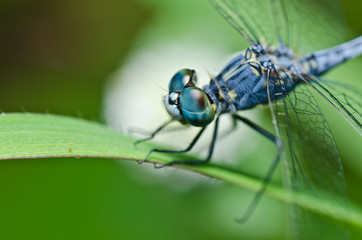 dragonfly  in green nature