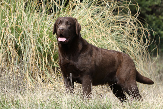 labrador chocolat de profil &agrave; l'arr&ecirc;t