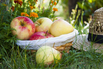 basket of apples in the field