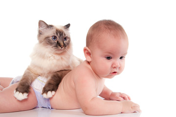 chat Sacré de Birmanie et bébé de 5 mois
