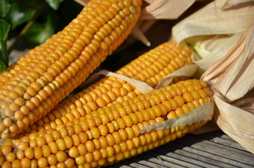 Yellow corn cobs