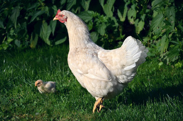 White broody hen with chicks