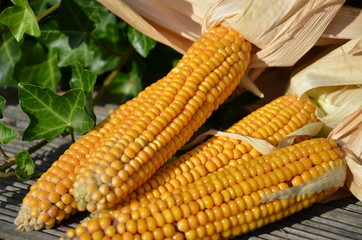 Yellow corn cobs