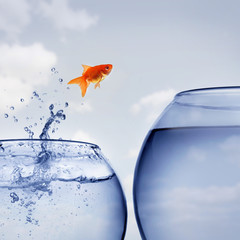 goldfish jumping out of the water