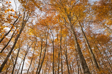 Autumn beech III