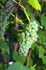 Bunch of Green Grapes outdoor on green dark background