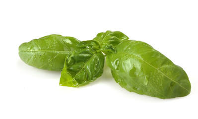 Leaves of basil